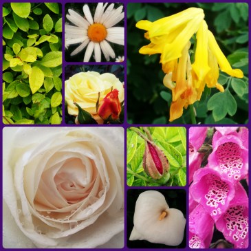 Flowers in the reain