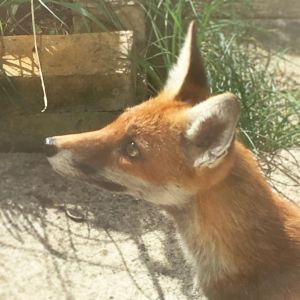 Urban fox London Credit: Kate Arkless Gray